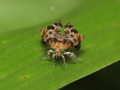 Choreutidae
