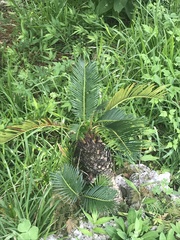 Cycas revoluta