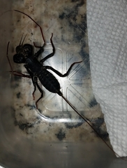 Mastigoproctus tohono