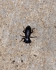 Zopheridae