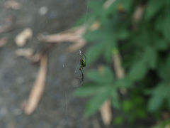 Leucauge celebesiana