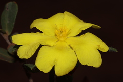 Hibbertia semipilosa