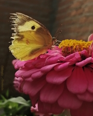 Zerene cesonia cesonia