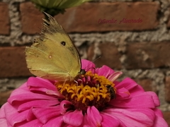 Zerene cesonia cesonia