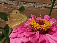 Zerene cesonia cesonia
