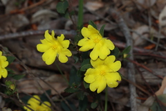 Hibbertia semipilosa