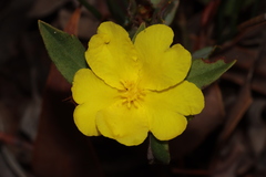 Hibbertia semipilosa