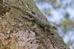 Sceloporus hondurensis