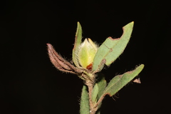 Hibbertia semipilosa