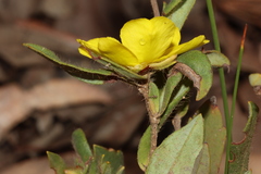 Hibbertia semipilosa