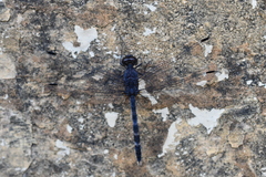 Bradinopyga konkanensis