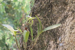 Epidendrum oerstedii