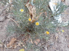 Hymenoxys anthemoides
