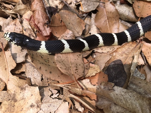 iNaturalist observation photo of California King Snake