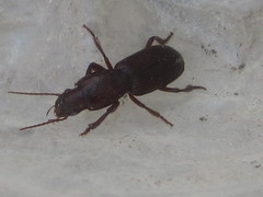 Stenomorphus