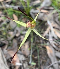 Caladenia australis