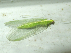 Chrysoperla pudica-group