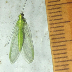 Chrysoperla pudica-group