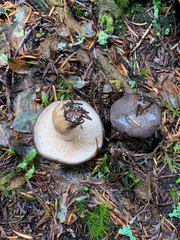 Lactarius kauffmanii