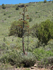 Agave parryi