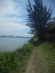 Casuarina equisetifolia