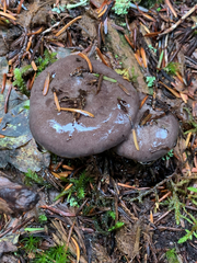 Lactarius kauffmanii