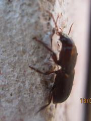 Stenomorphus