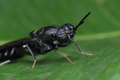 Hermetia illucens
