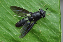 Hermetia illucens