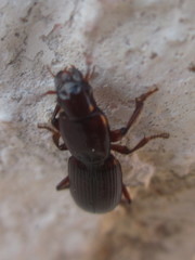 Stenomorphus
