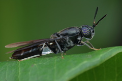 Hermetia illucens