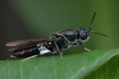 Hermetia illucens