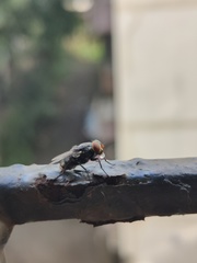 Muscidae