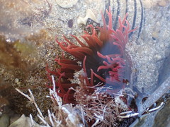 Isanemonia australis