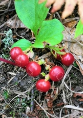 Vaccinium praestans