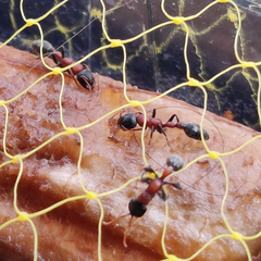 Tetraponera rufonigra