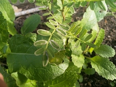 Liriomyza clianthi