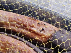 Tetraponera rufonigra