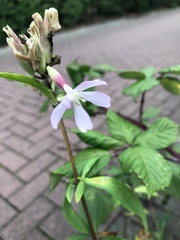 Saponaria officinalis