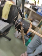 Trachythorax