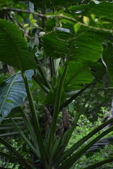 Monstera egregia
