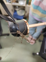 Trachythorax