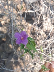 Ruellia californica californica