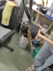 Trachythorax