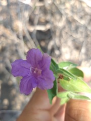 Ruellia californica californica