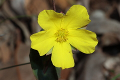 Hibbertia perfoliata