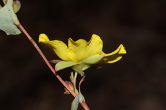 Hibbertia perfoliata