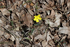 Hibbertia perfoliata