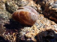 Nesting Mussel