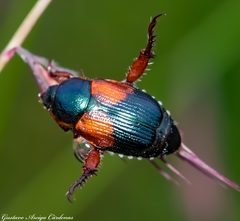 Callirhinus metallescens